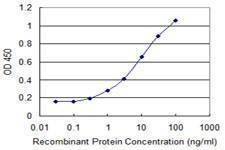 Anti-BAALC Antibody