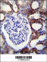 Anti-CASP3 (C-term) Antibody