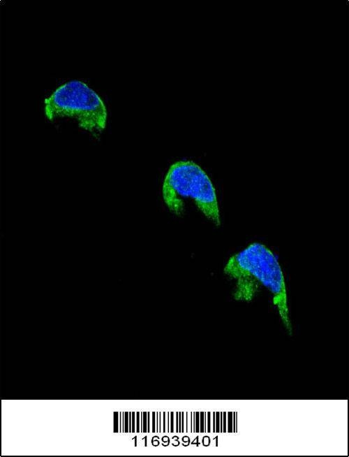 Anti-CYP1A2 (Center) Antibody