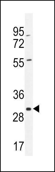 Anti-COPE (C-term) Antibody