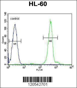 Anti-DPPA5 (N-term) Antibody