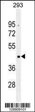 Anti-OR10G2 (N-term) Antibody