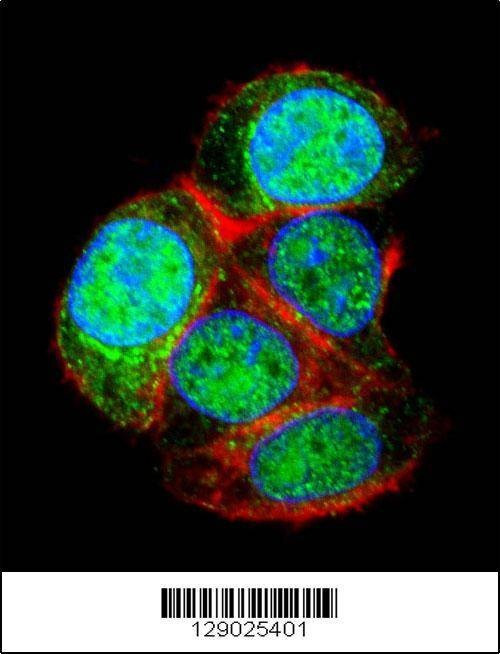 Anti-LRTM2 (C-term) Antibody