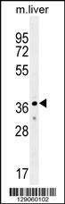 Anti-UBXN2A (C-term) Antibody
