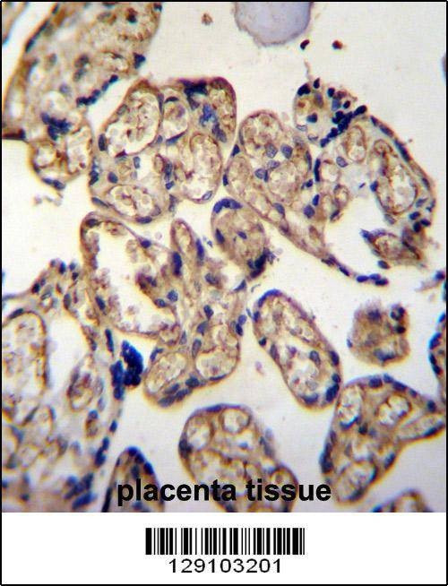Anti-LRRC45 (C-term) Antibody