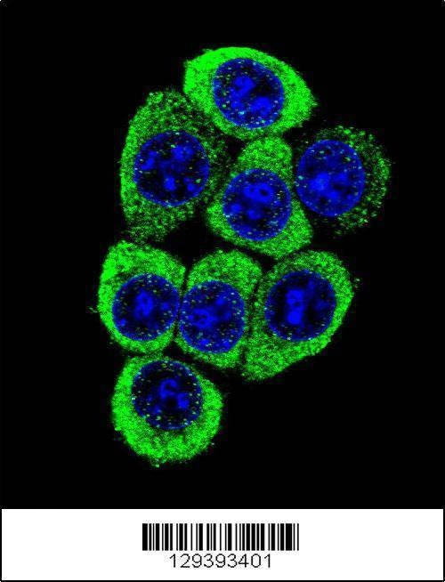 Anti-TMEM150B (N-term) Antibody