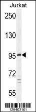 Anti-C6orf138 (Center) Antibody
