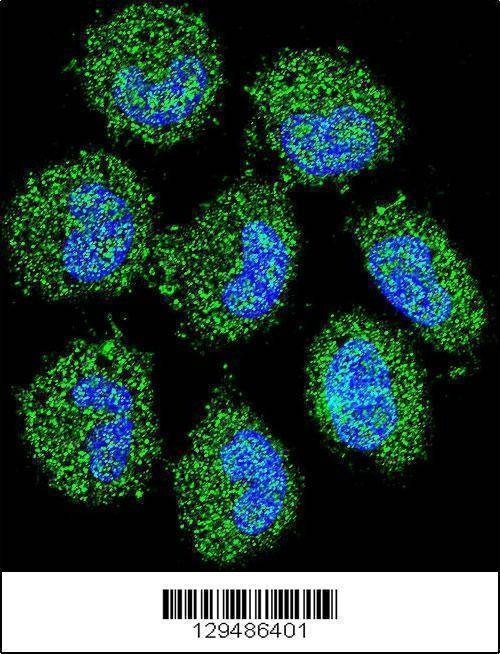 Anti-PRAMEF6 (C-term) Antibody