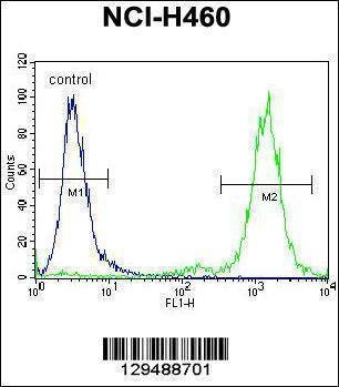 Anti-ZSCAN5B (C-term) Antibody