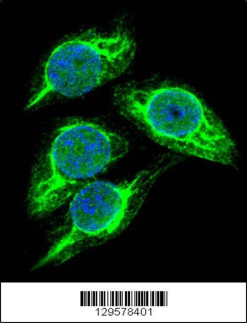 Anti-STRA8 (C-term) Antibody