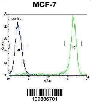 Anti-KSR2 (C-term) Antibody