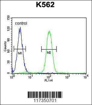 Anti-SP1 (C-term P692) Antibody