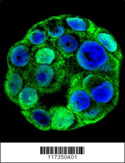 Anti-SP1 (C-term P692) Antibody