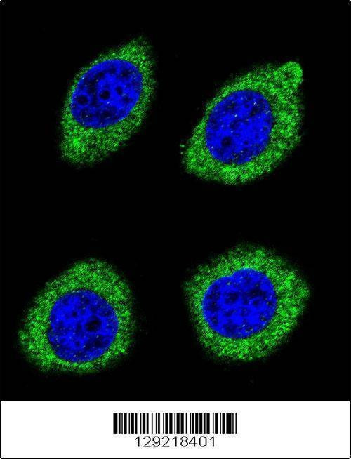 Anti-HSD11B1L (C-term) Antibody