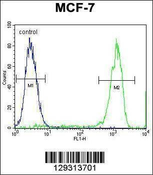 Anti-TMEM132E (C-term) Antibody