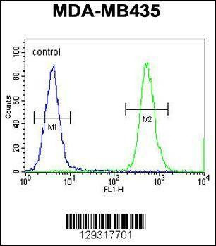 Anti-HNRNPCL1 (C-term) Antibody