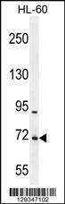 Anti-WDR93 (C-term) Antibody