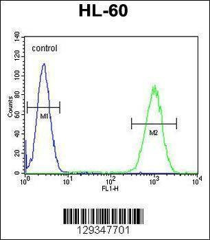 Anti-WDR93 (C-term) Antibody