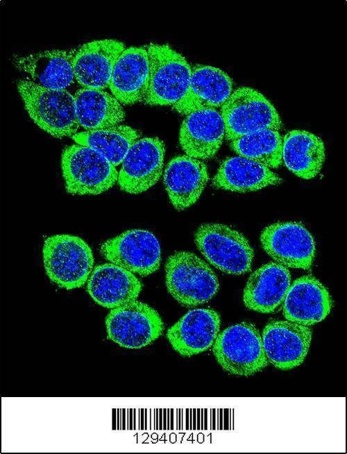 Anti-ANKRD34B (C-term) Antibody