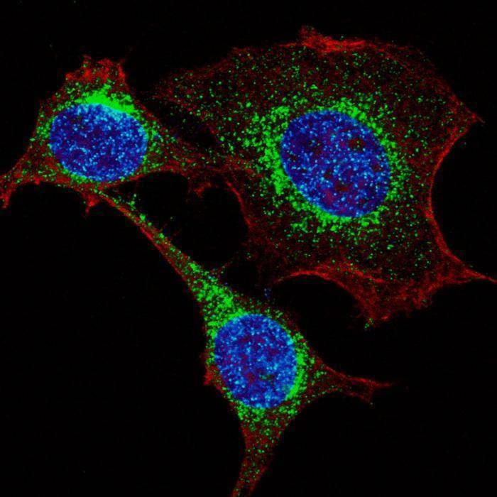 Anti-Interferon-inducible protein (IFITM3) (N-term) Antibody