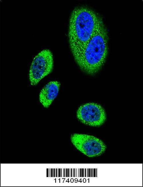 Anti-PTGS2 (Center P378) Antibody