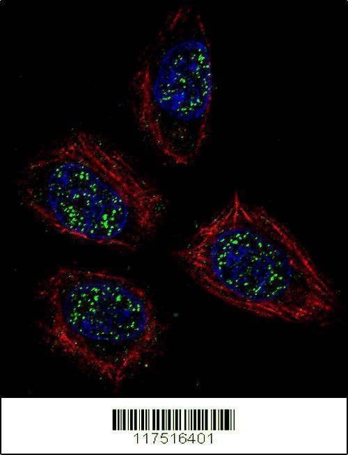 Anti-PNN (Center) Antibody