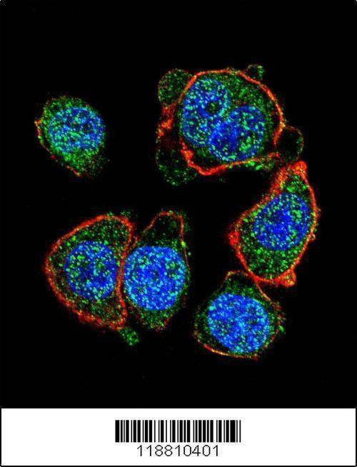 Anti-MITF (N-term) Antibody