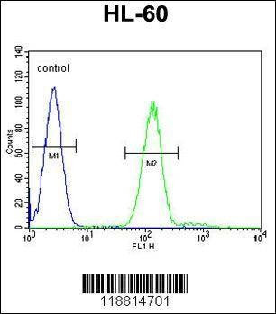 Anti-Myeloperoxidase (N-term) Antibody