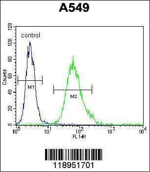 Anti-SCEL (Center) Antibody