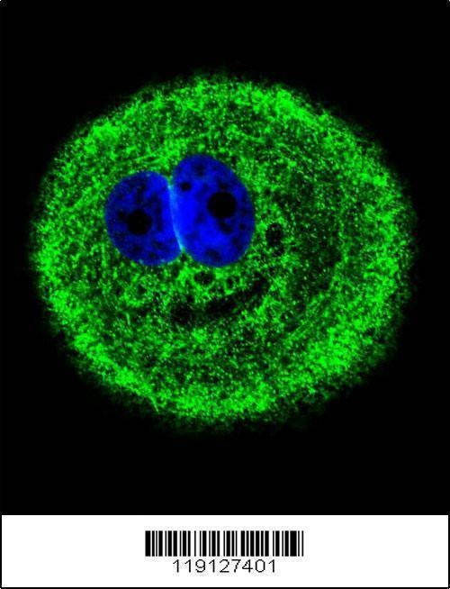 Anti-MYO6 (C-term R1181) Antibody
