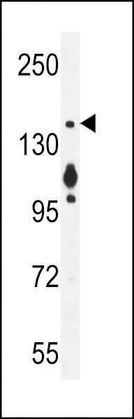 Anti-MYO6 (C-term R1181) Antibody