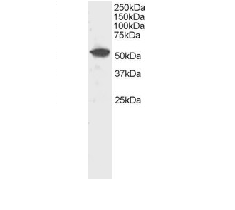 Anti-DUSP10 / MKP5 Antibody