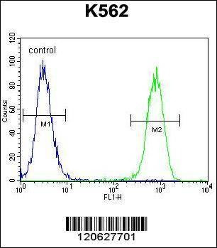 Anti-ISWI (C-term) Antibody