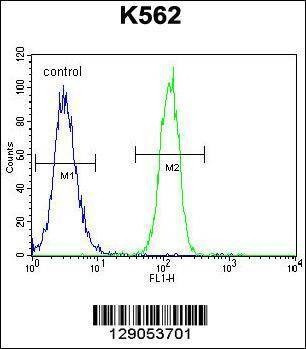 Anti-CCDC61 (N-term) Antibody