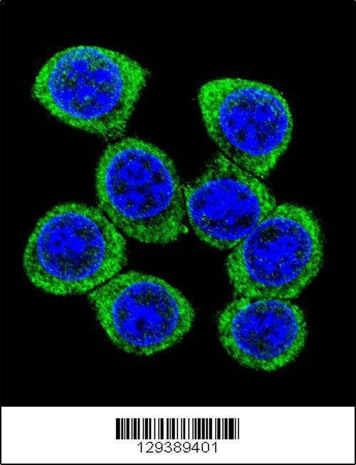 Anti-XKR4 (C-term) Antibody