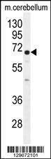 Anti-UGT8 (Center) Antibody