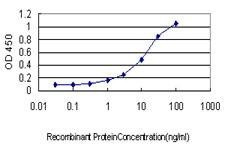 Anti-BGLAP Antibody