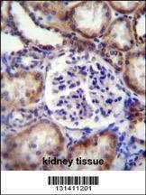 Anti-EFNB2 (Center) Antibody