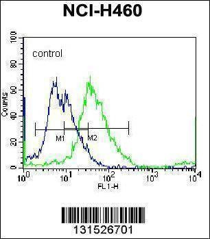 Anti-YI016 (C-term) Antibody