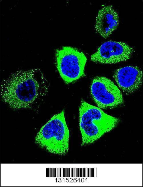 Anti-YI016 (C-term) Antibody