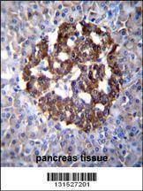 Anti-PCDH20 (Center) Antibody