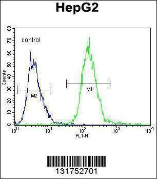 Anti-IGHG1 (Center) Antibody