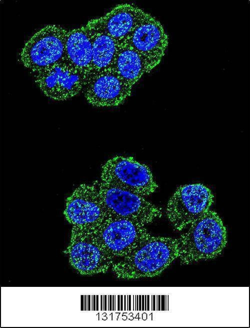 Anti-UQCRFS1 (C-term) Antibody