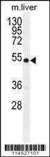 Anti-Mouse GDF6 (N-term) Antibody