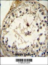 Anti-Mouse GDF6 (N-term) Antibody