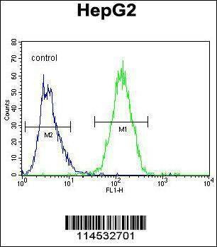 Anti-Mouse GFER (C-term) Antibody