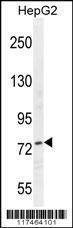 Anti-NCL (Center E443) Antibody