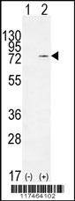 Anti-NCL (Center E443) Antibody