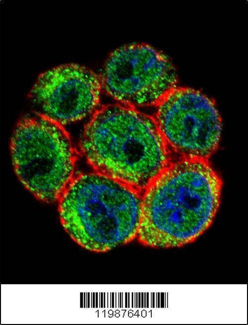 Anti-SSH3 (C-term) Antibody