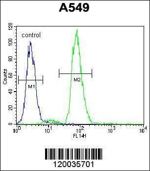 Anti-RAD17 (Center) Antibody